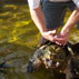 Macrochelys Temmencki - threatened