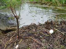 Click for larger image of Knot nose and her egg!