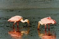 Roseate spoonbills