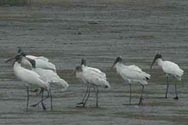 Wood Storks