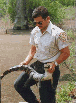gator2.gif 260x355