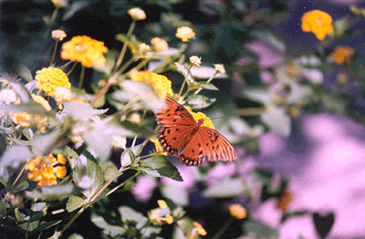 Butterfly and Flowers