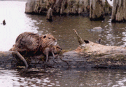 Nutria