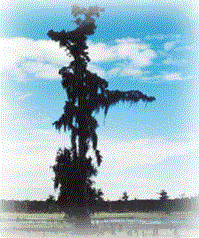 slideshow.GIF 199x238