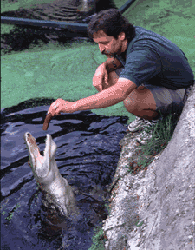 feedingator.gif 195x250